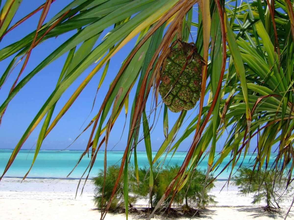 Aerial view of a beachfront resort in Zanzibar with white sand, turquoise sea and palm trees