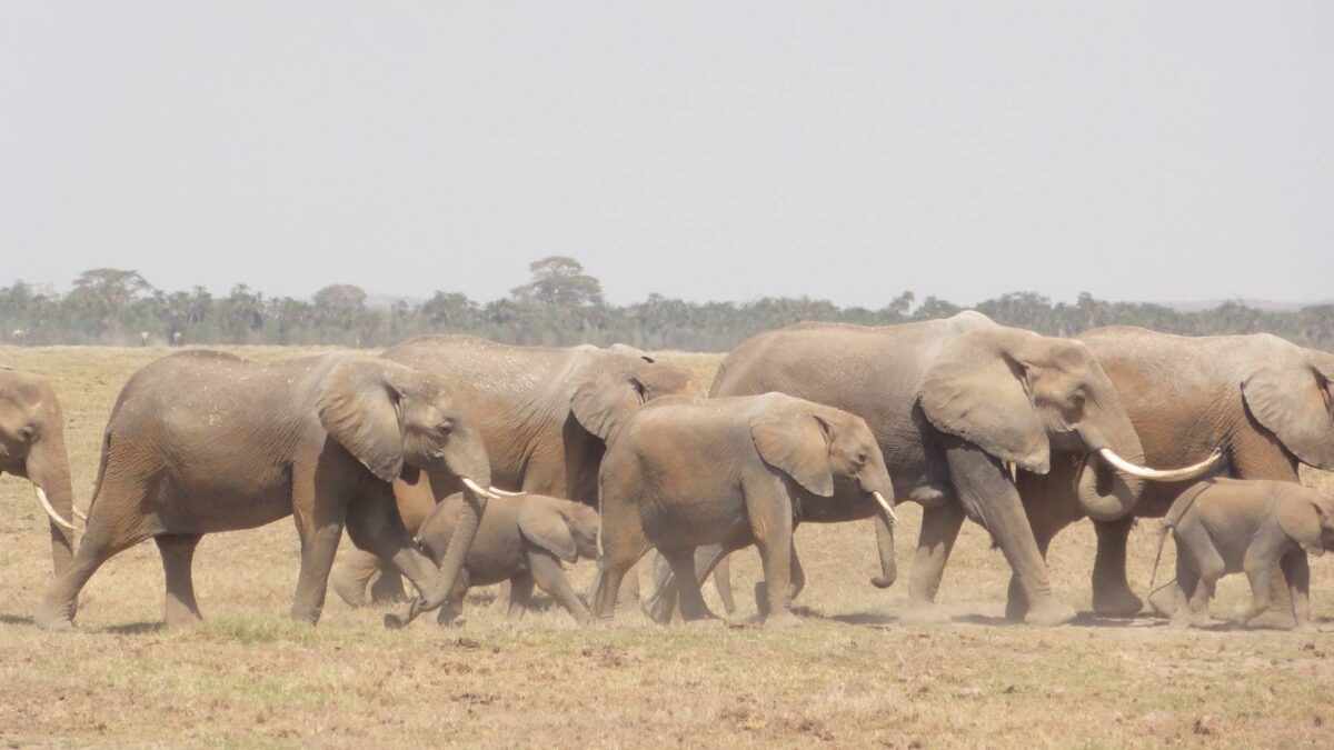 Airplane taking off above Nairobi with the city skyline and savannah in the distance under a clear sky.
