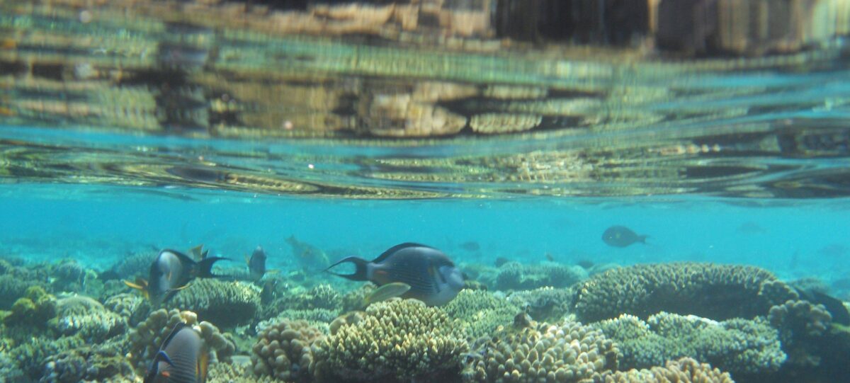 Beach and turquoise waters of Sharm El-Sheikh with resort sun loungers and palm trees