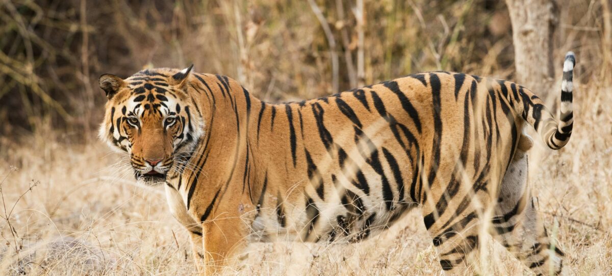 Bengal tiger walking through tall grass in Bardia National Park with dense jungle in the background