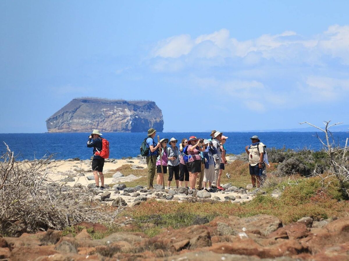 Blue-footed booby standing on volcanic rock on a Galapagos uninhabited island