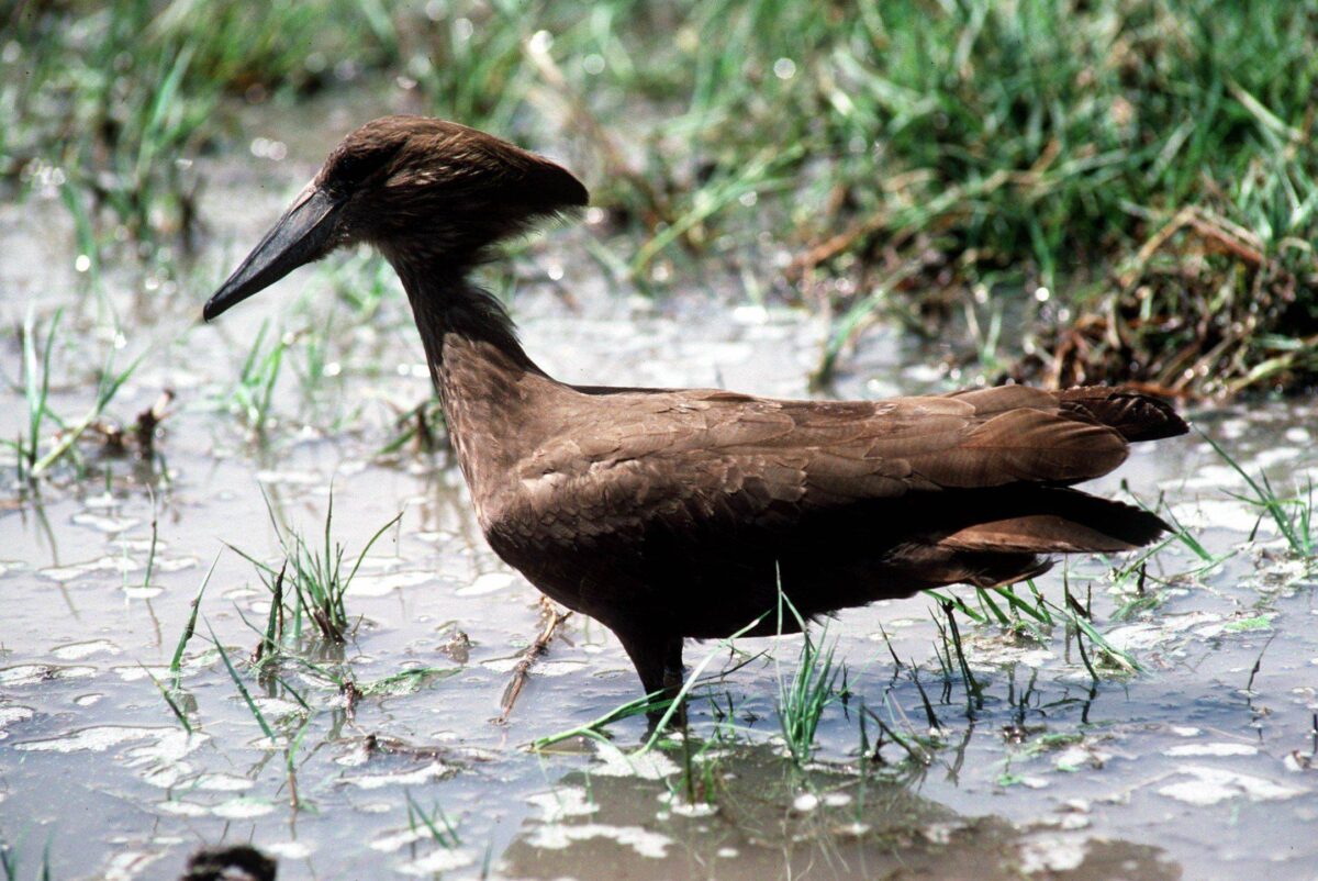 Boat on Lake Naivasha passing near papyrus reeds with hippos and waterbirds visible near the surface