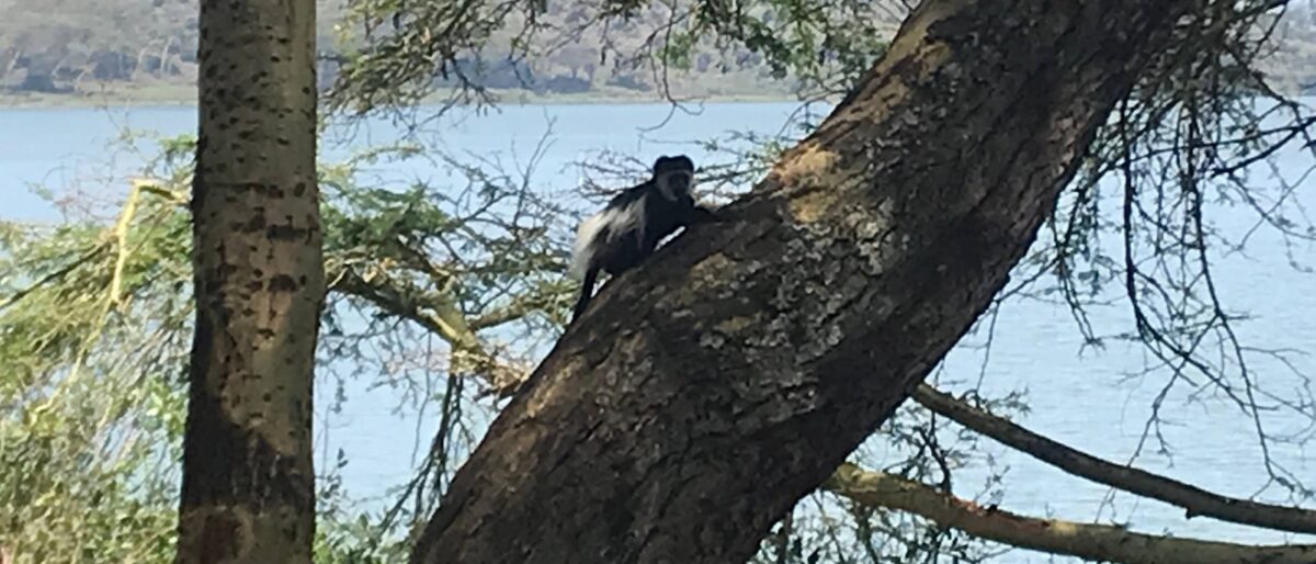 Boat on Lake Naivasha surrounded by birds and acacia trees with Mount Longonot in the background