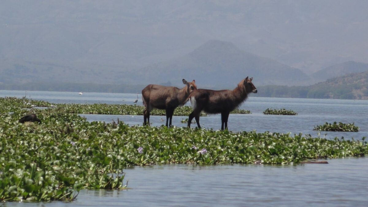 Boat on Lake Naivasha with hippos in the water and green shores dotted with acacia trees in the Rift Valley.