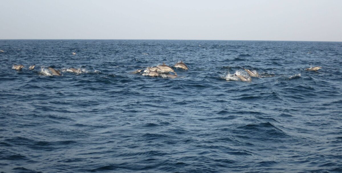 Boat on the sea near Kalpitiya with a pod of dolphins jumping out of the water