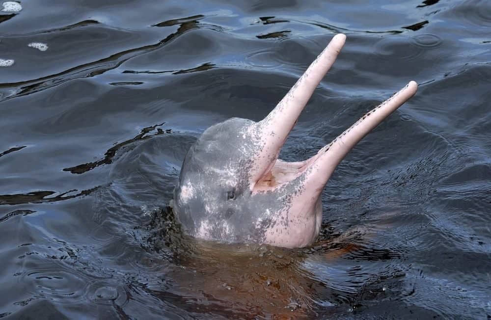 Canoe gliding along a calm Amazon river channel lined with dense forest