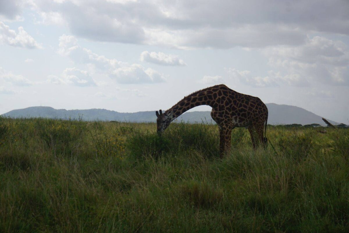 Canoes on a tranquil lake in Arusha National Park with giraffes and Mount Meru in the background