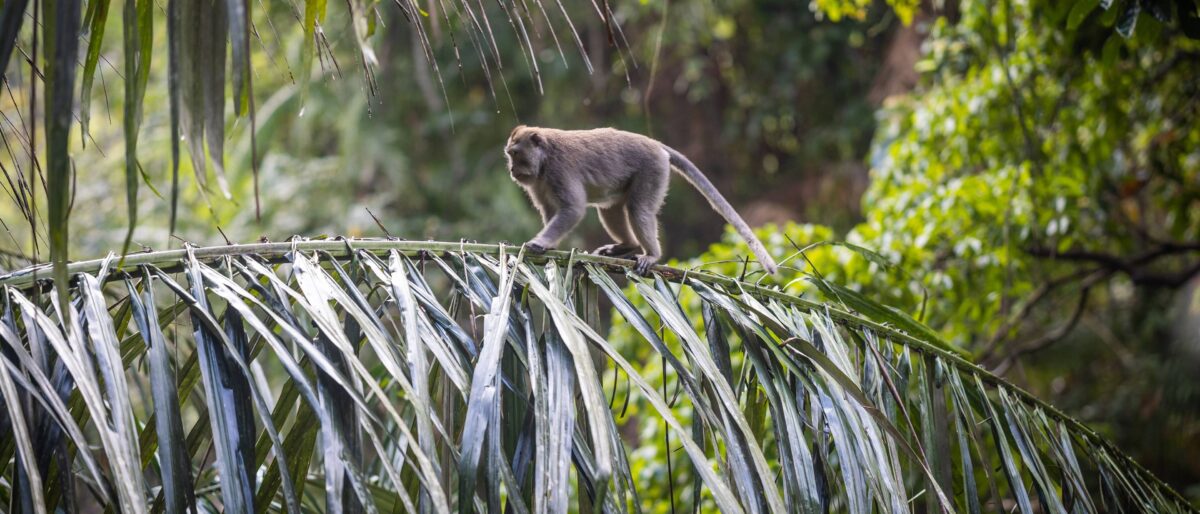 Classic Volkswagen convertible driving through green rice fields near Ubud under a blue sky