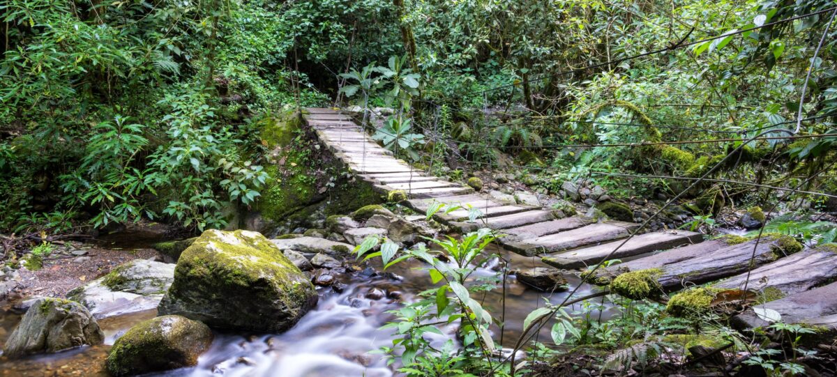 Cocora Valley with towering wax palms rising from green hills and misty Andean mountains
