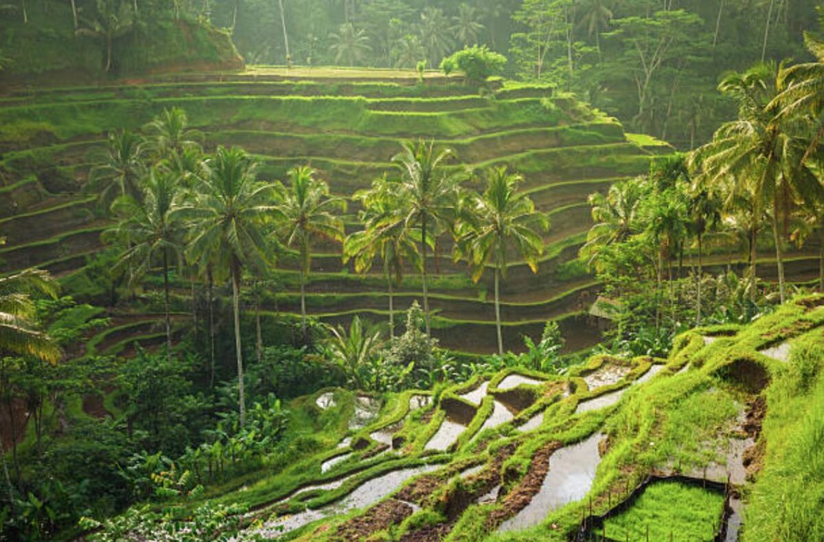 Couple taking a Balinese cooking class in a local home kitchen surrounded by fresh ingredients