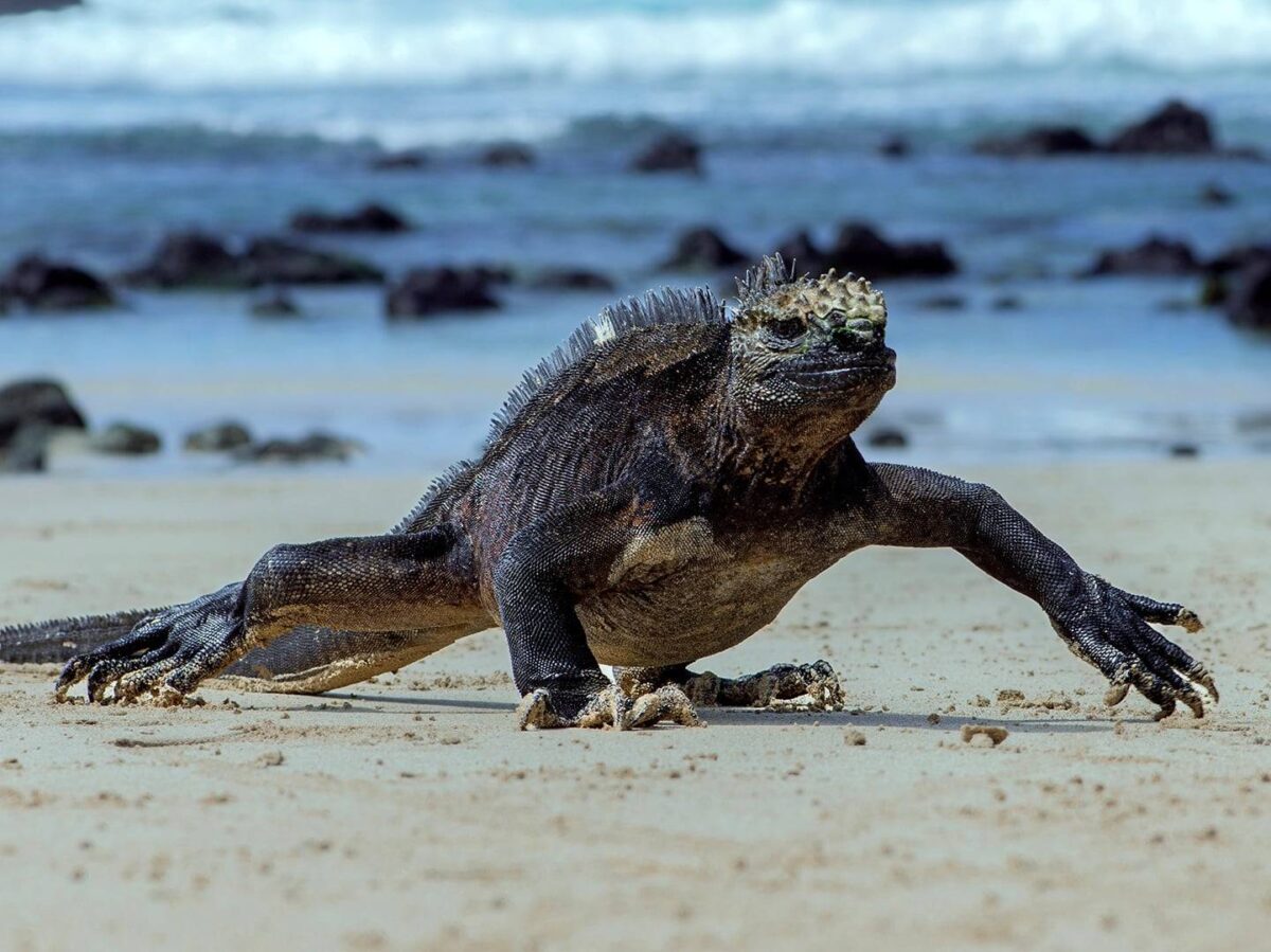 Cyclist on a dirt road in lush highlands of Santa Cruz passing a giant tortoise by the roadside