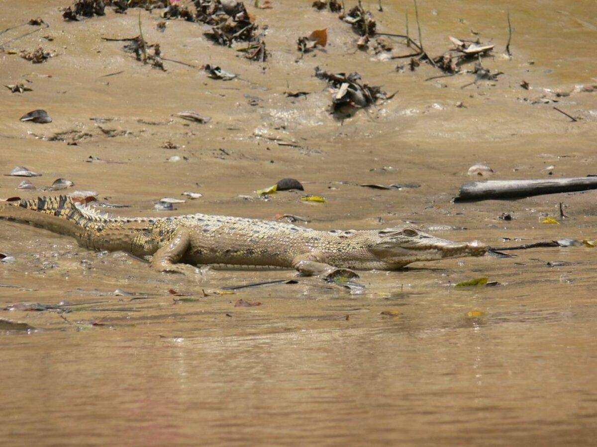 Cyclists riding past colorful shophouses in historic Kuching and a boat cruising through mangroves near Santubong