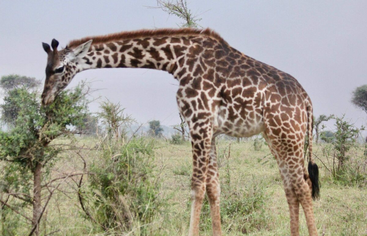 Cyclists riding through green banana plantations near Mto wa Mbu village with Lake Manyara escarpment in the background