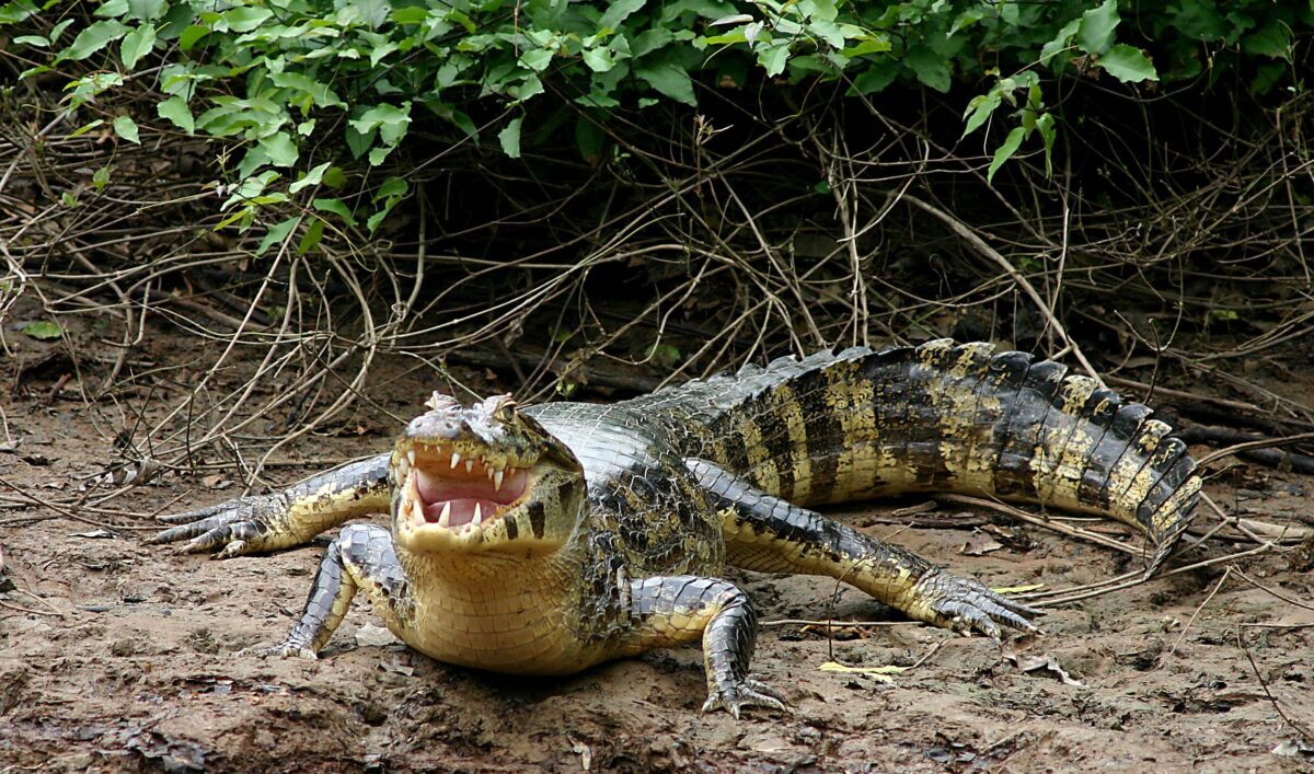 Dense Amazon jungle in Madidi National Park with towering trees and dappled sunlight along a narrow forest trail