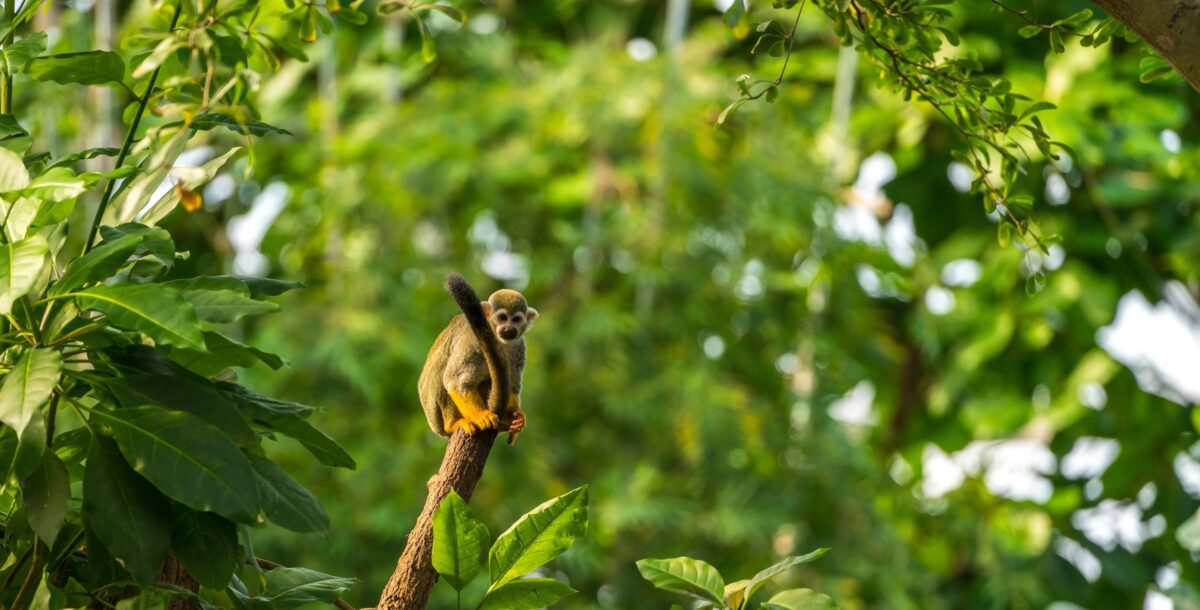 Dense green islands of the Anavilhanas Archipelago scattered across the dark waters of the Rio Negro under a cloudy sky