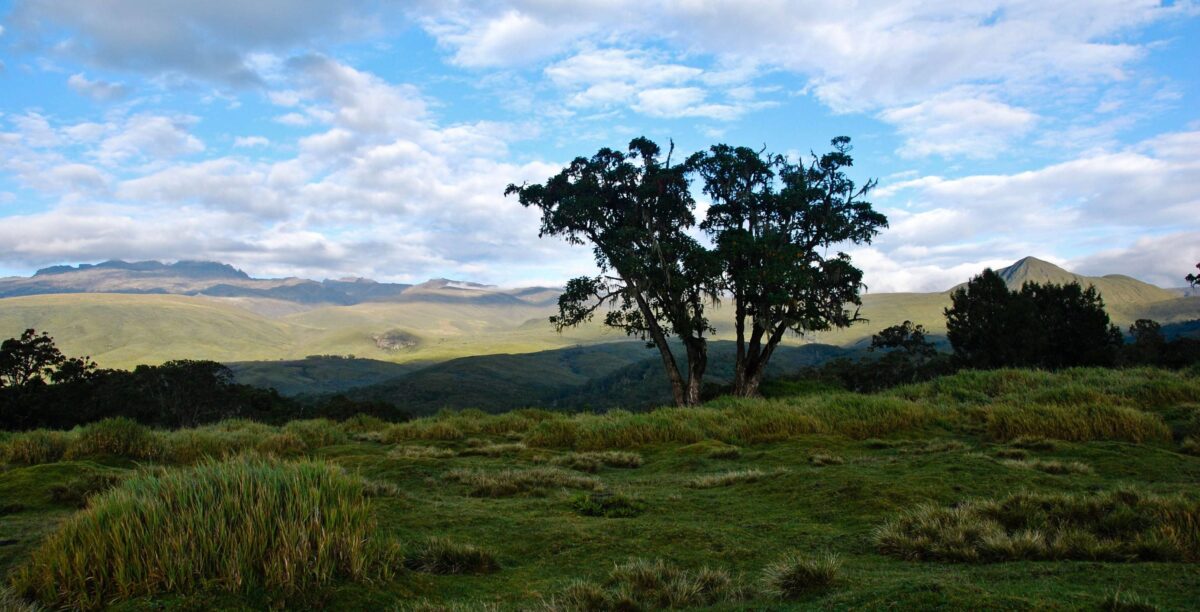 Dense green rainforest on the slopes of Mount Kenya with mist and tall trees