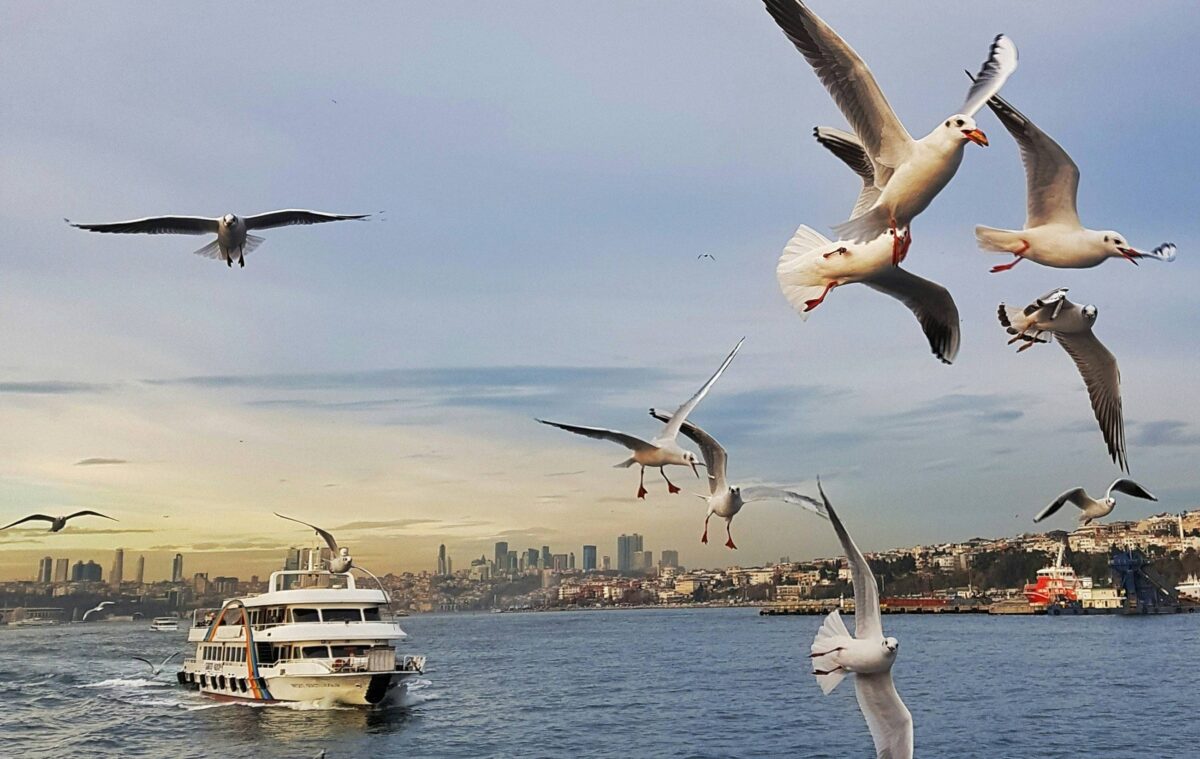 Evening skyline of Istanbul with mosques and minarets illuminated above the old city