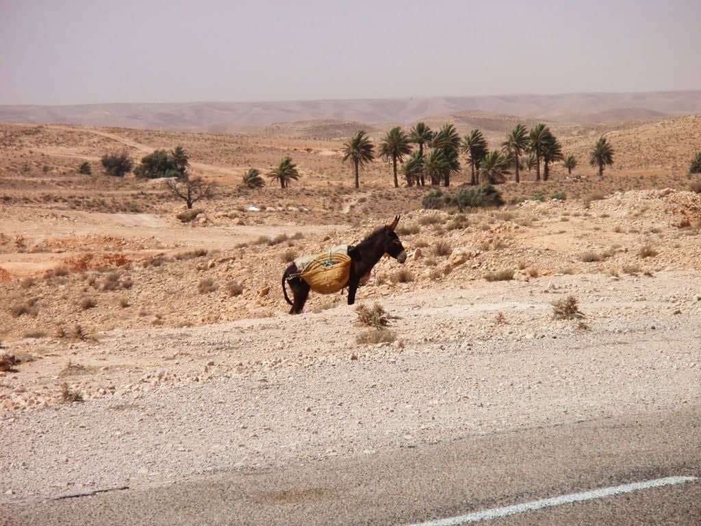 Family hiking along desert hills with a donkey under a blue sky in southern Tunisia