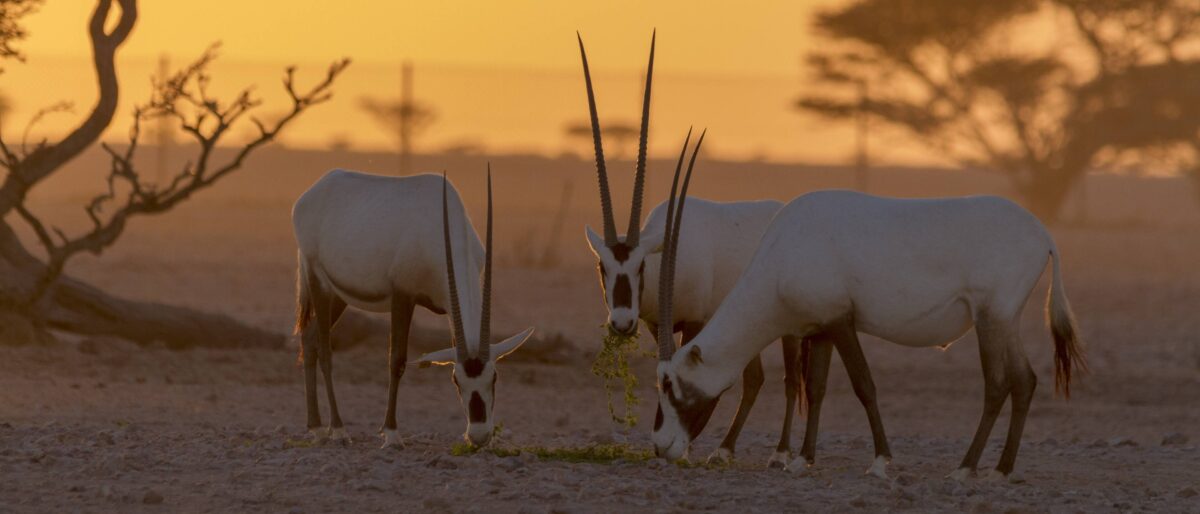 Family walking on high sand dunes in Wahiba Sands desert at sunset, Oman
