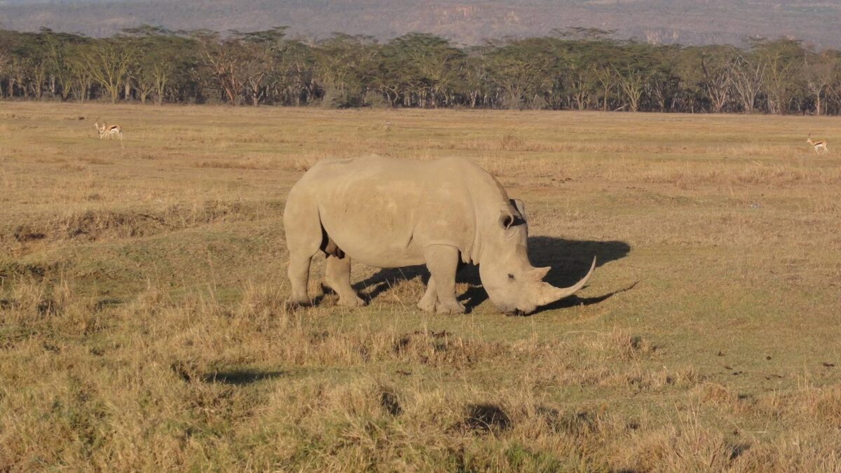 Flamingos and other wildlife along the shores of Lake Nakuru in Kenya, backed by acacia trees and hills.
