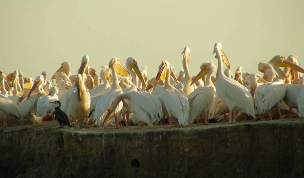 Flock of pelicans and other water birds resting in a shallow lagoon at Djoudj National Bird Sanctuary in Senegal
