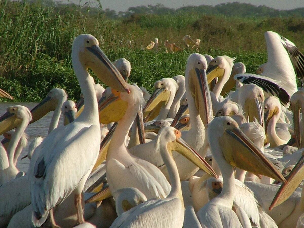 Flock of pelicans and other waterbirds on the water in Djoudj National Bird Park in northern Senegal