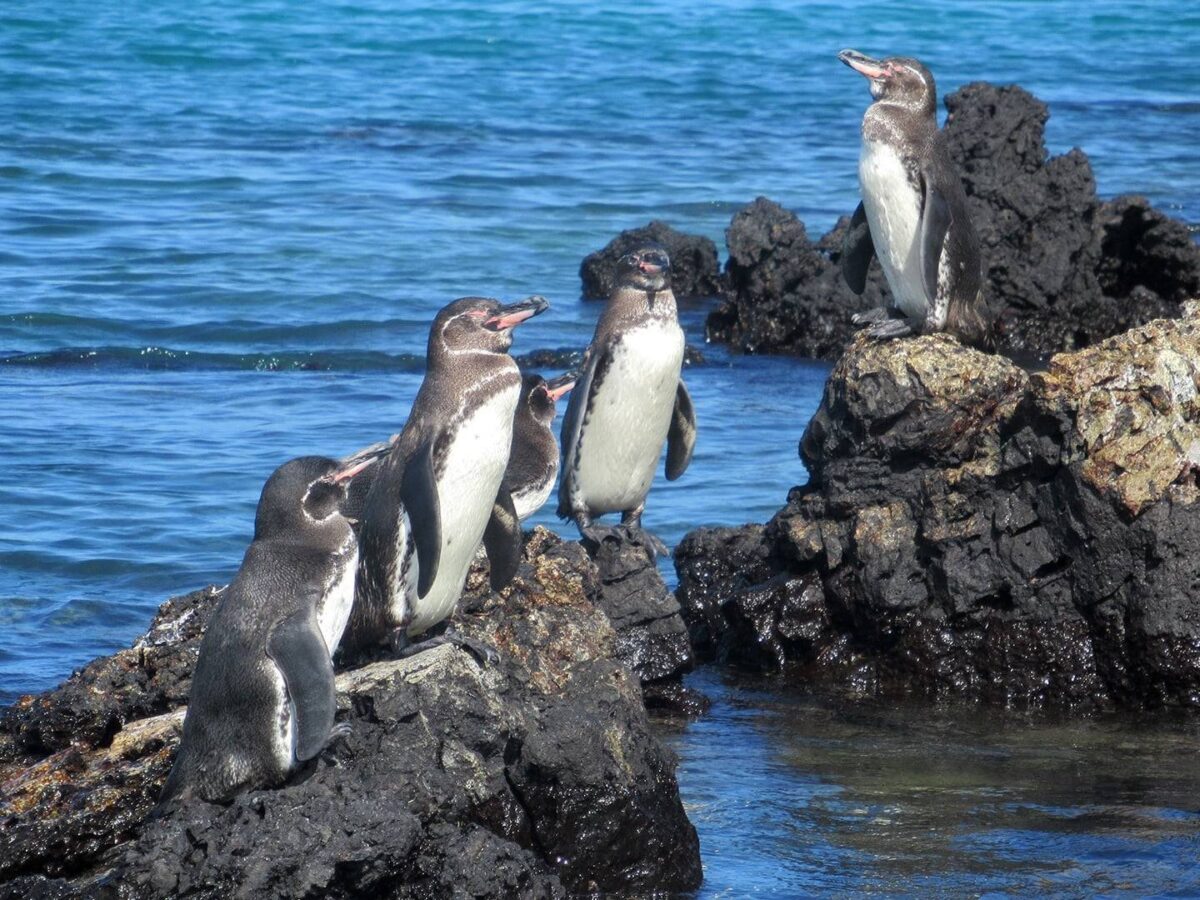 Galapagos penguins standing on black lava rocks above clear blue water at Tintoreras islet