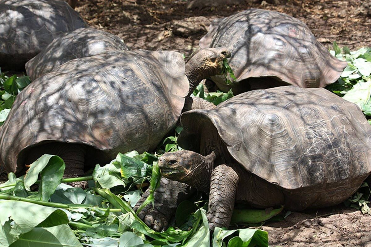 Giant Galapagos tortoise walking through green vegetation near the Charles Darwin Station