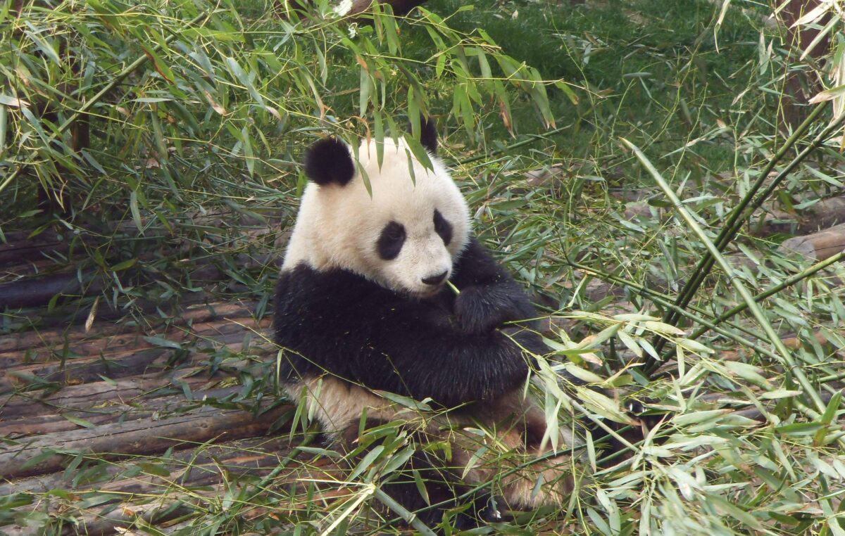 Giant panda sitting in a leafy enclosure eating bamboo at a breeding center near Chengdu