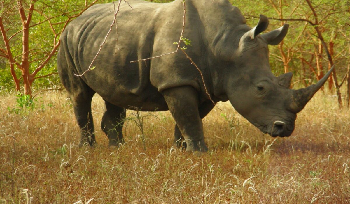 Giraffes and zebras grazing among acacia trees in the Bandia wildlife reserve in Senegal