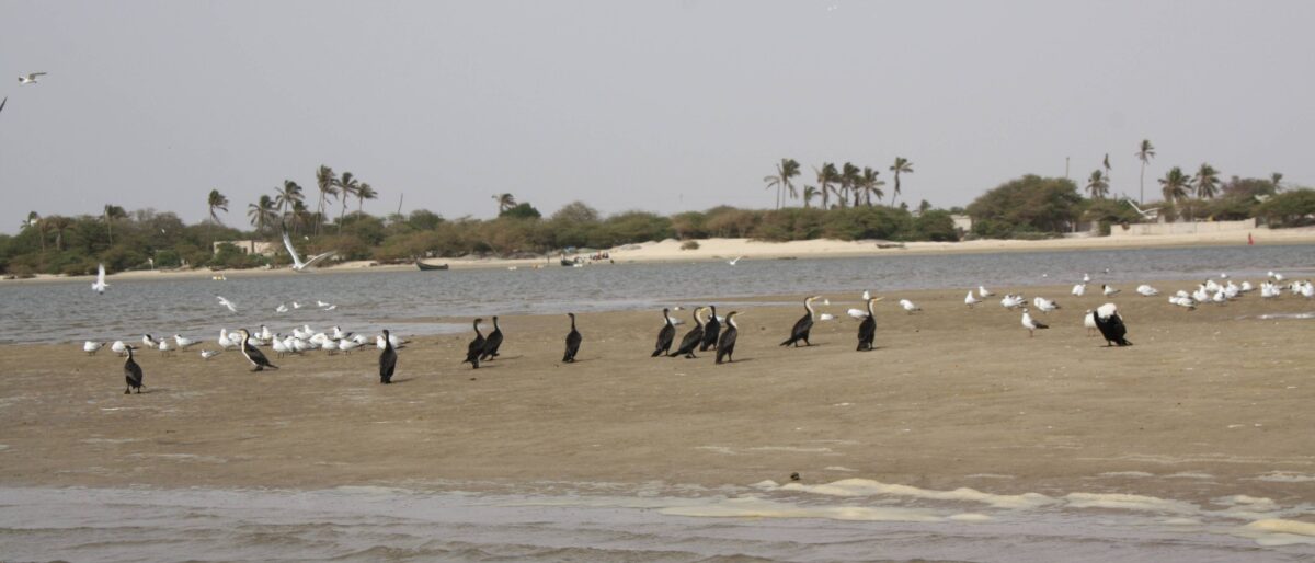 Golden sand dunes of the Lompoul Desert at sunset with traditional tents set up in an oasis