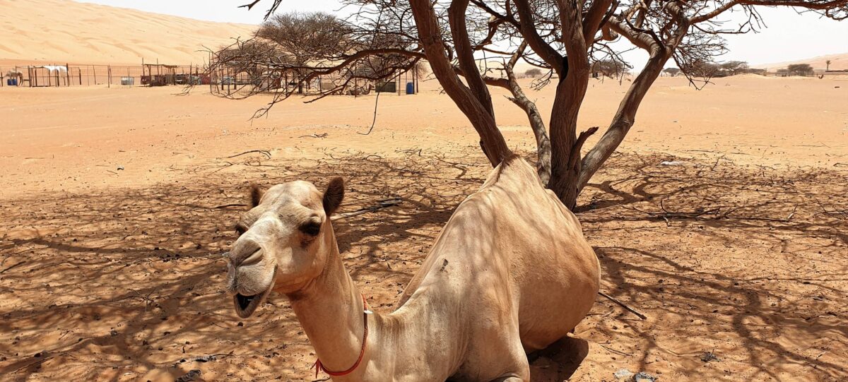 Golden sand dunes of Wahiba Sands desert glowing in the late afternoon light