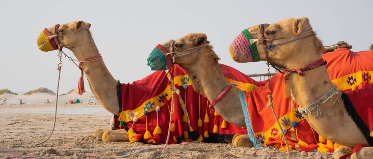 Golden sand dunes of Wahiba Sands desert with 4x4 tracks at sunset