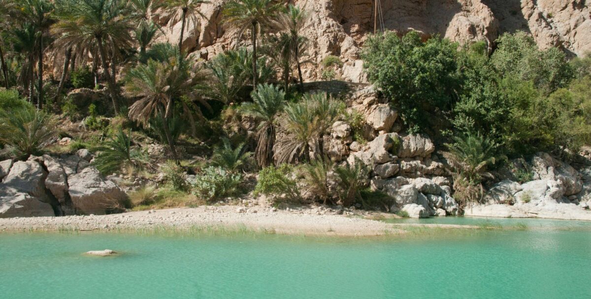 Green sea turtle crawling across the sandy beach near Ras Al Jinz at night with waves in the background