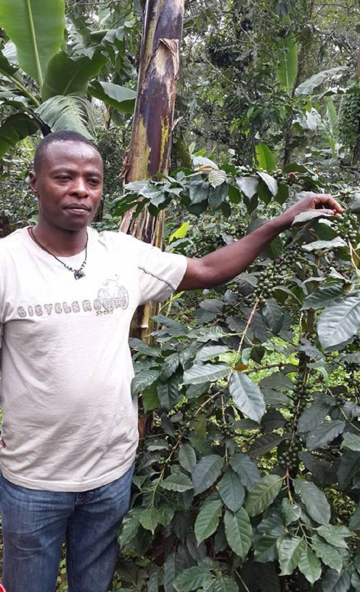 Hand holding ripe red coffee cherries on a branch on the green slopes of Mount Kilimanjaro