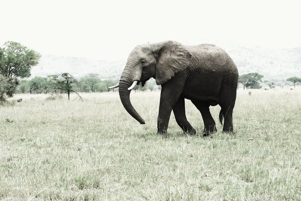 Herd of elephants walking past baobab trees in Tarangire National Park