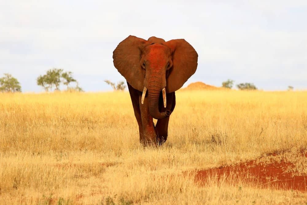 Herd of red-dusted elephants walking across the red soil plains of Tsavo West National Park