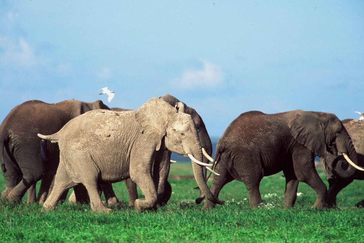 Hikers with a local Samburu guide ascending a rocky trail on Mount Ololokwe with expansive plains below