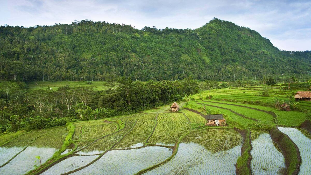 Hotel pool in Sidemen overlooking lush rice fields with a family relaxing on sun loungers