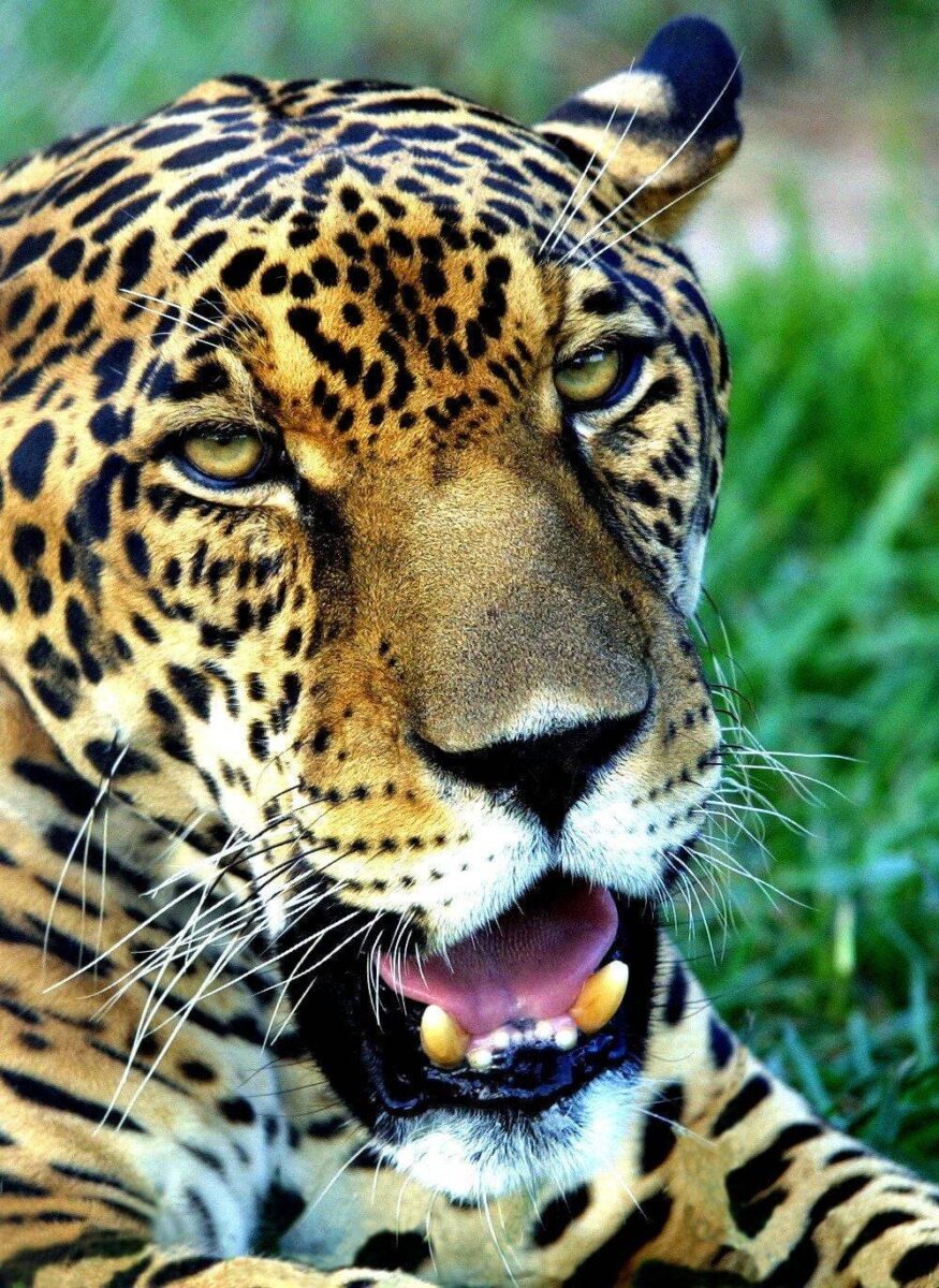 Jaguar walking along a riverbank in the Pantanal surrounded by dense green vegetation