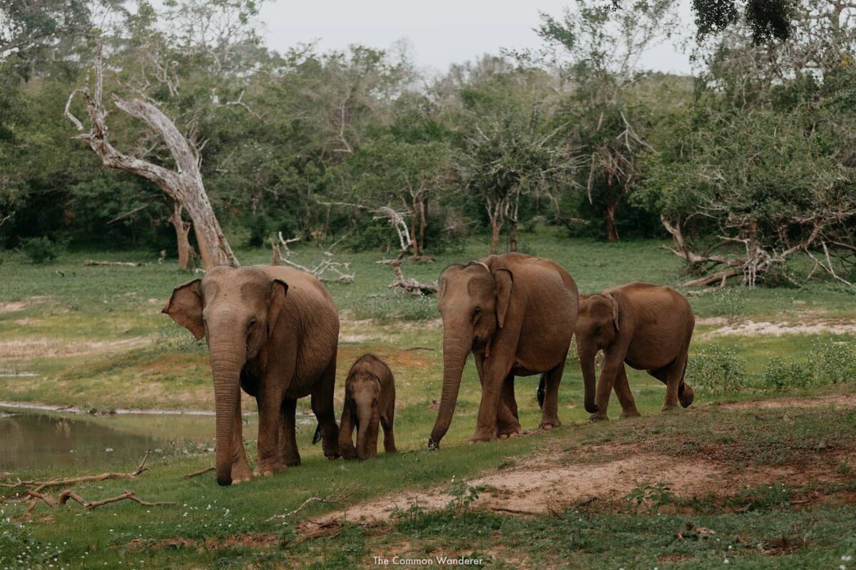 Jeep on safari in Yala National Park watching wild elephants in the dry savannah landscape