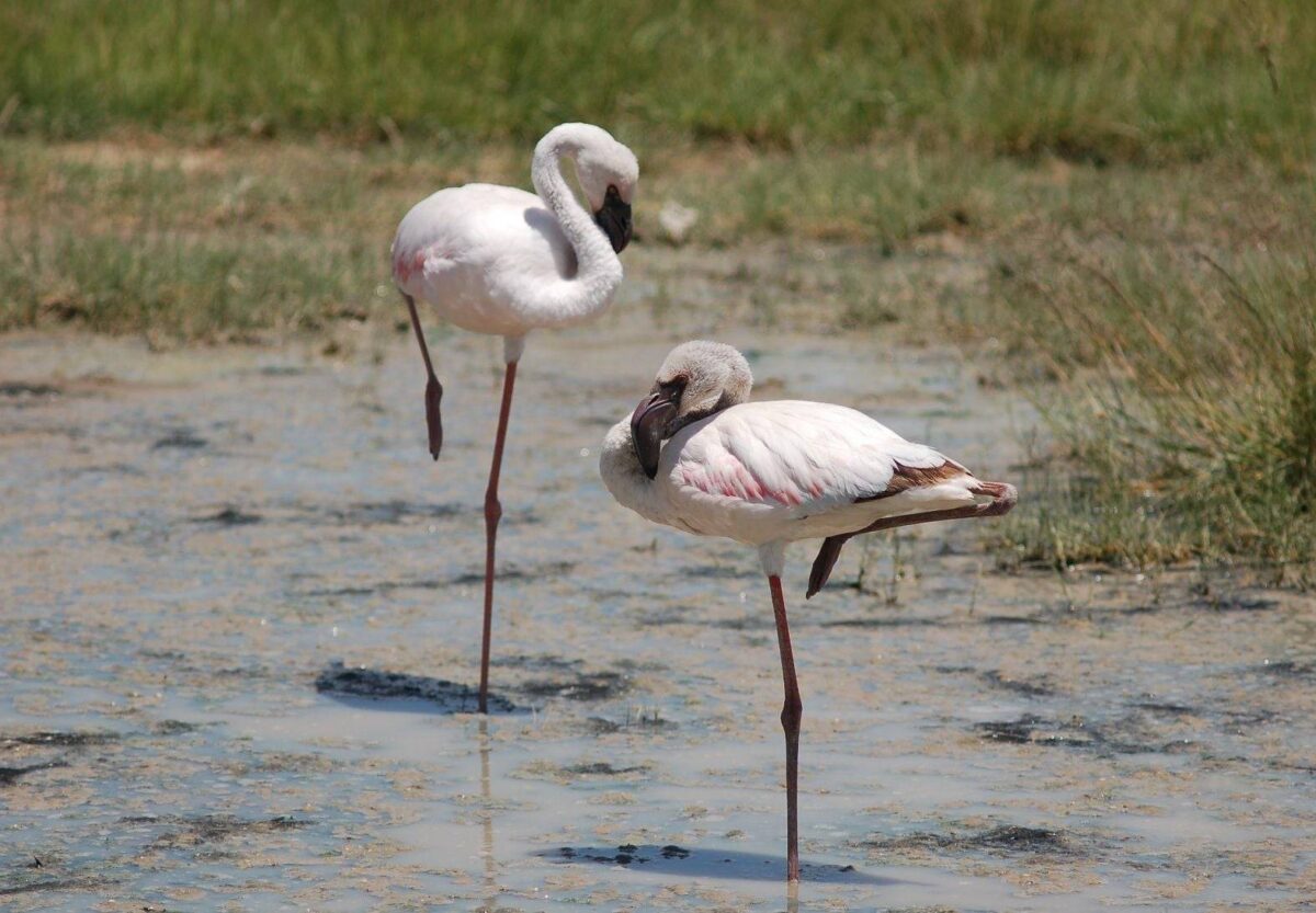 Large herd of elephants walking among baobab trees in Tarangire National Park, Tanzania