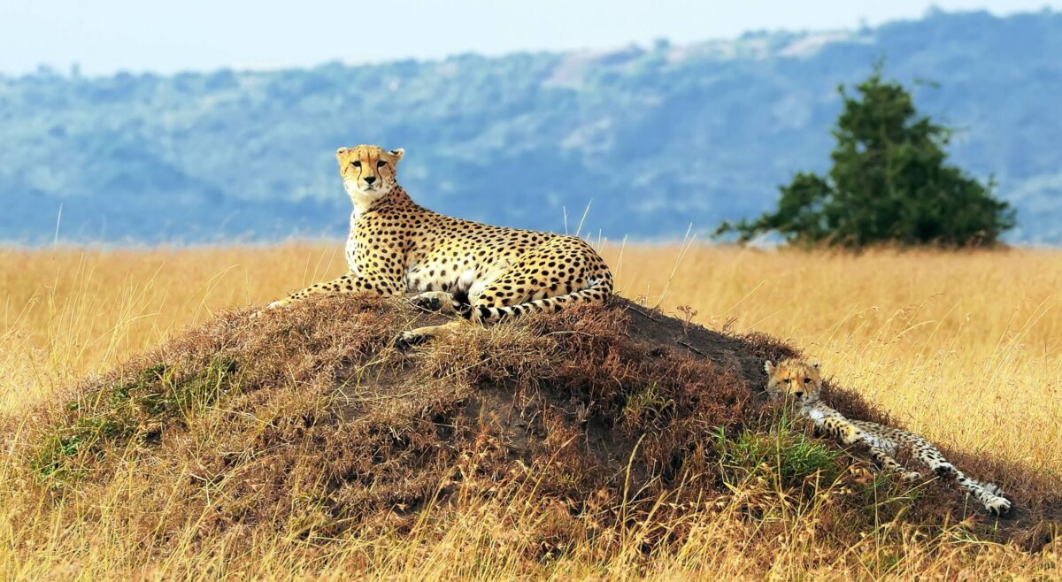 Large herd of wildebeest crossing a river in the Masai Mara with dust clouds and green plains