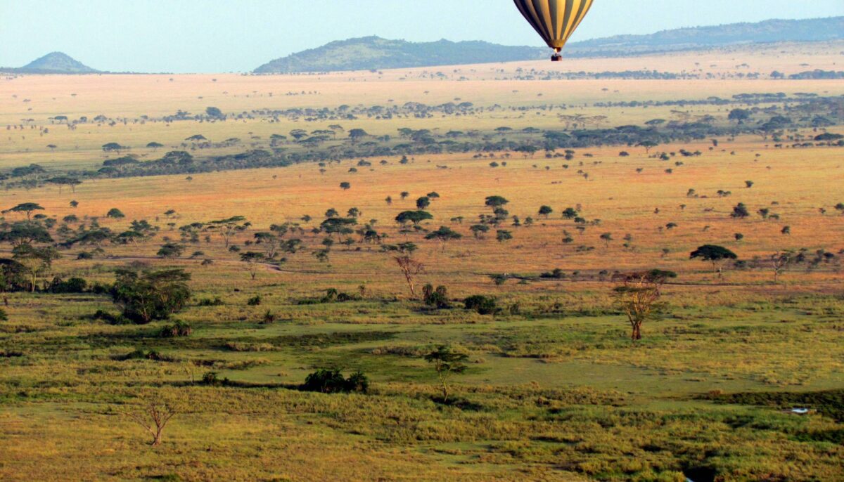 Lion lounging in tall grass on the Serengeti plains at sunrise with a safari vehicle in the distance