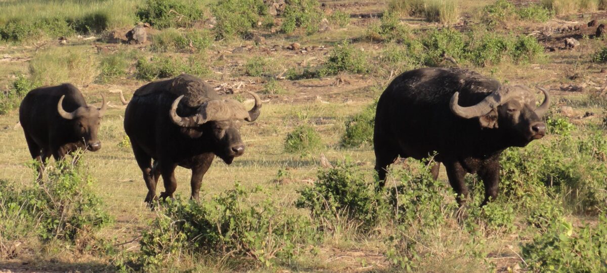 Lions resting in the grassland of Tsavo East National Park with acacia trees in the background