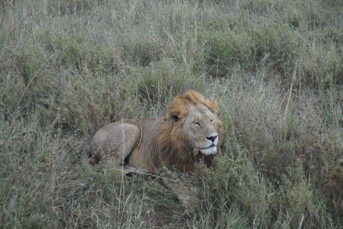 Lions resting on a rock outcrop while herds of wildebeest and zebras graze on the Serengeti plains