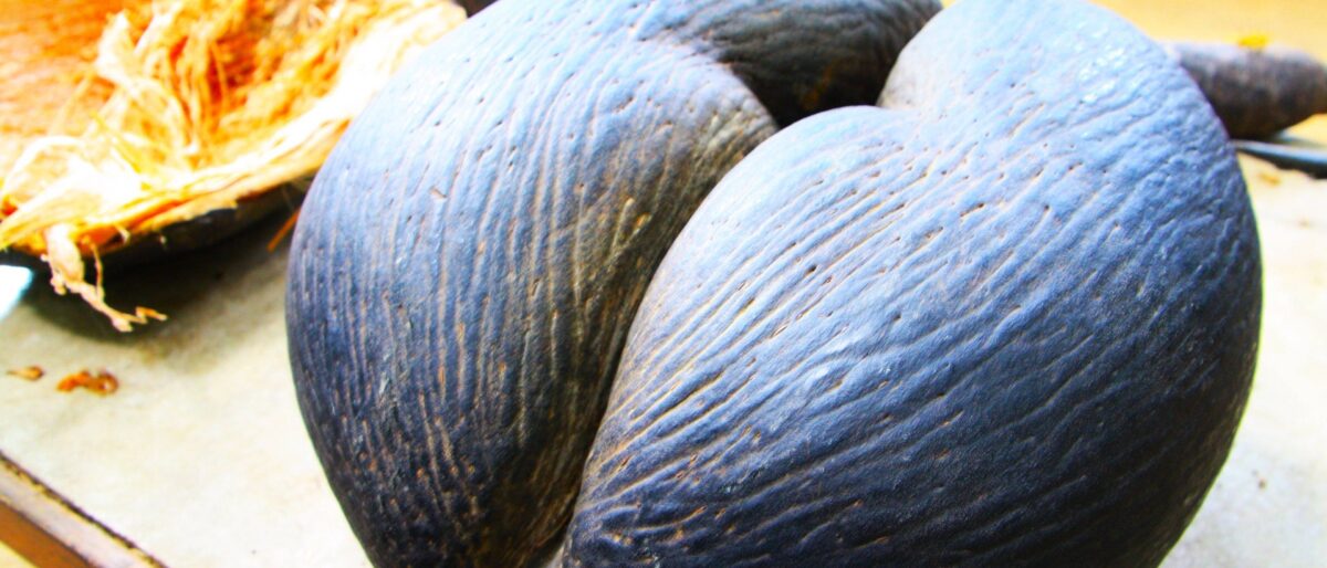 Lush palm forest of Vallée de Mai on Praslin with tall Coco de Mer palms and dappled sunlight