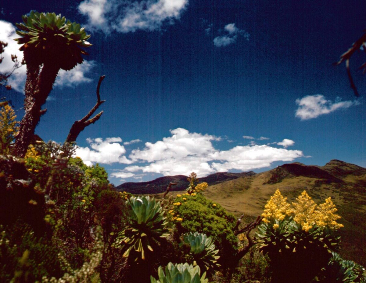 Lush rainforest near Mount Kenya with a small waterfall and clear stream flowing through dense green foliage