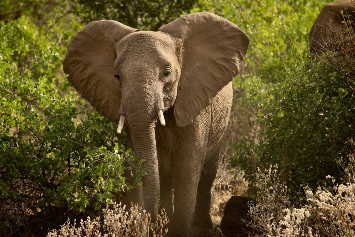 Lush rainforest on the slopes of Mount Kenya with a narrow trail winding between tall trees and ferns