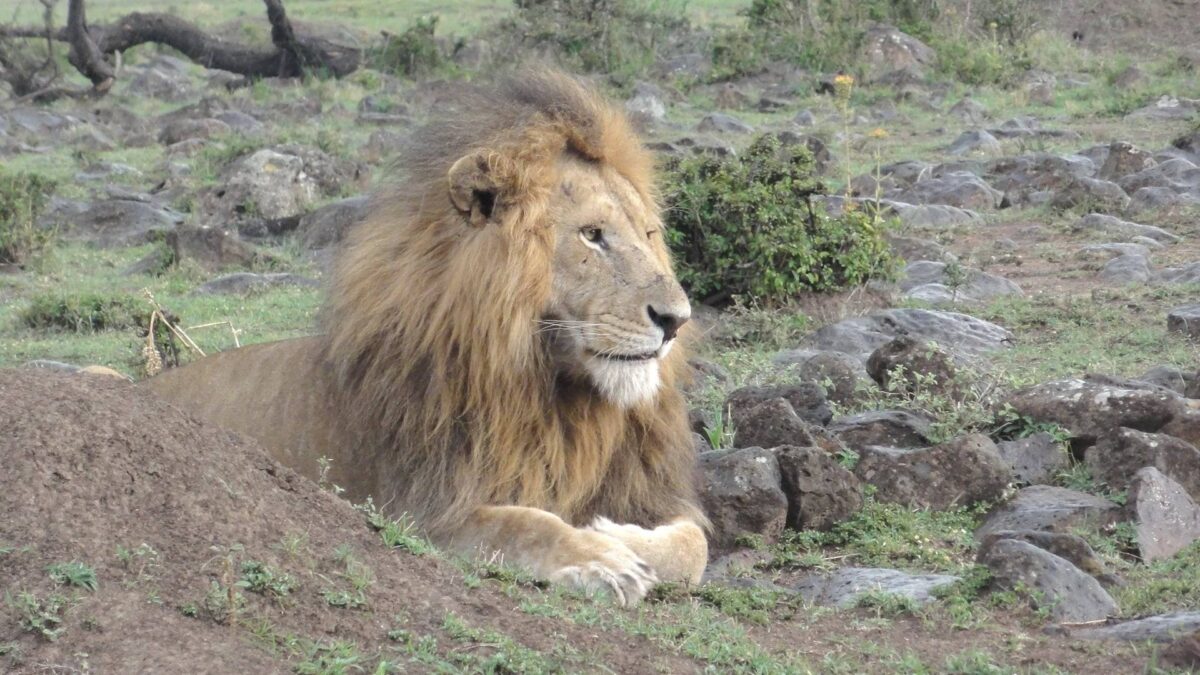 Maasai guide teaching children in a tented camp with savannah landscape in the background